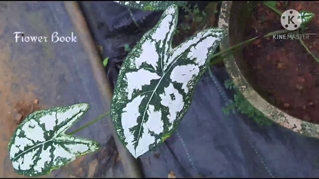 Caladium | Caladium Plant | Caladium Varieties | Caladium White and Green Shade смотреть онлайн