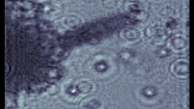 Second Paramecium Hologram Reconstruction Video смотреть онлайн