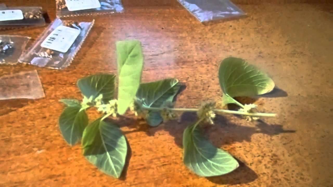 китайские семена розы клубника и многое другое смотреть онлайн