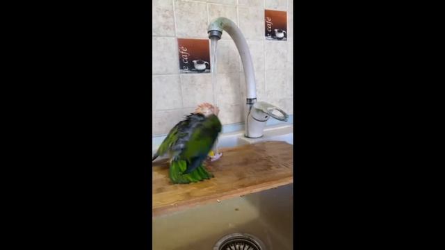 Смешные животные в тик ток и лучшее видео в tik tok 2020 #1 смотреть онлайн