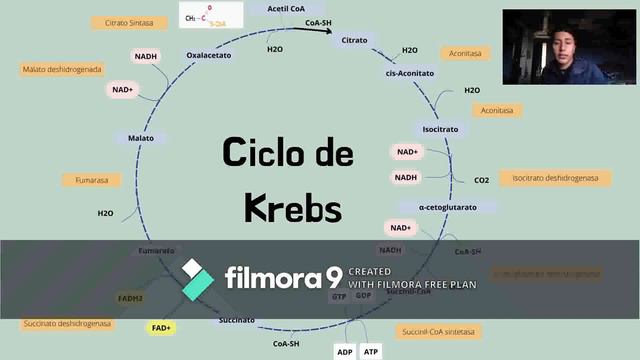Ciclo de Krebs /Edwin Mejía , Doménica Orellana смотреть онлайн