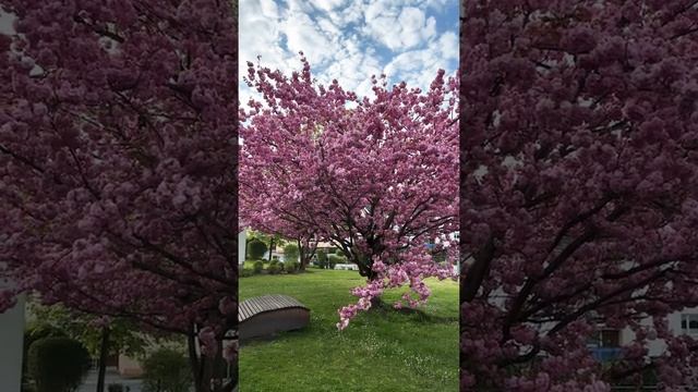 Японская Вишня ? Умиляющая Красота Природы❤️? смотреть онлайн