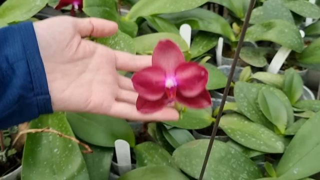 ОрхоРай в гостях у Yaphon Orchids.