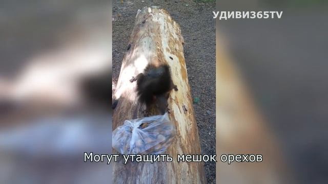 Наглая белка стащила мешок орехов. Проделки зимой и летом смотреть онлайн