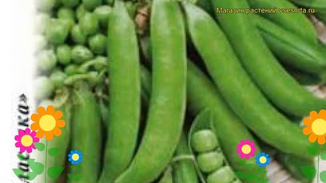 Горох Телефон (Горох). Краткий обзор, описание характеристик, где купить семена Pisum Sativum