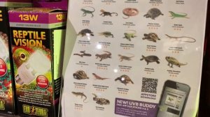 Содержание Зеленой игуаны