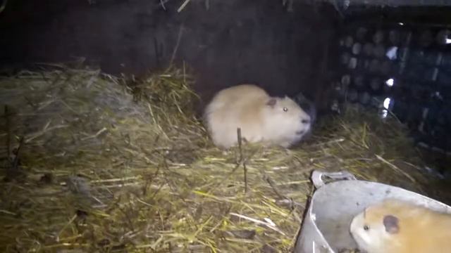 НУТРИЯ РОДИЛА МАЛЫШЕЙ смотреть онлайн