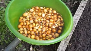 ОБРАБОТКА ЛУКА ПЕРЕД ПОСАДКОЙ/сажаем лук-севок/обработка семян