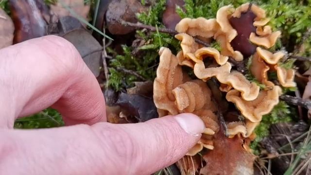 Está es la seta más abundante en bosques de frondosas. Y está presente todo el año: Stereum hirsutu смотреть онлайн