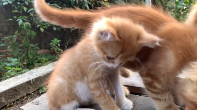 Hungry Ginger Kitten Living On The Street Is Looking For Mother Cat