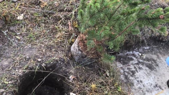 Пересадка горной сосны смотреть онлайн