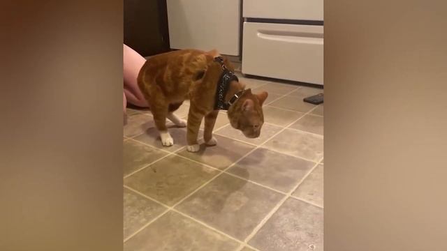 Funniest Cats And Dogs Video ?? - Funny Animals 2023 | Meow Madness смотреть онлайн