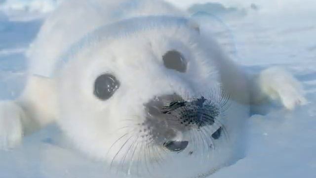 Экологический клип "Белёк" смотреть онлайн