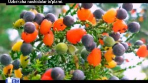 Uzbekcha nashidalar to'plami 2 / Узбекча нашидалар турлами 2