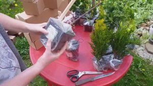 ОБЗОР растений из ОПТ-ХОЗ #оптхоз #хвойные #многолетники