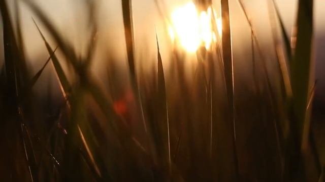 Unity can only be manifested by the Binary NatraVlog Meditation Stop React Music смотреть онлайн