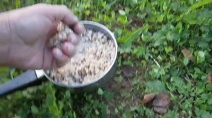 Чем кормить карпа в домашнем пруду.