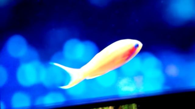 HTC butterfly 2 super LCD display vs iPad 3 retina смотреть онлайн