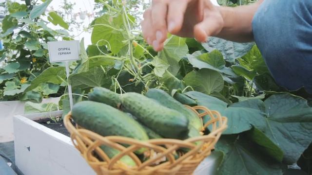 «Герман» — самый популярный огурец в России! смотреть онлайн