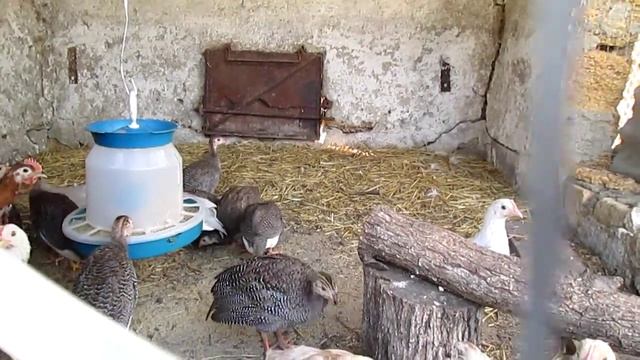 ЦЫПЛЯТА И ЦЕСАРКИ смотреть онлайн