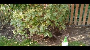 Обработка черной смородины осенью от вредителей и болезней. Это надо сделать обязательно!