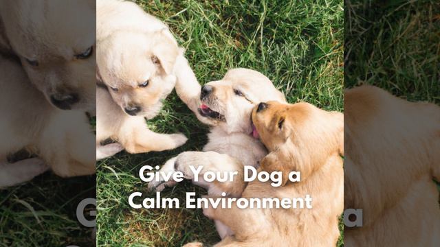 Groovy Music for Puppy Imagination смотреть онлайн