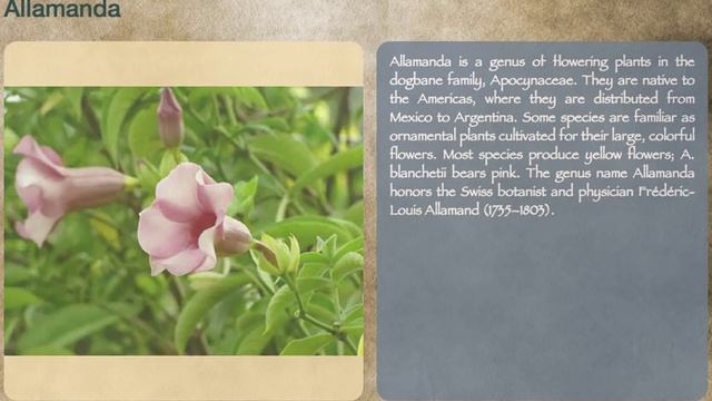 Allamanda смотреть онлайн