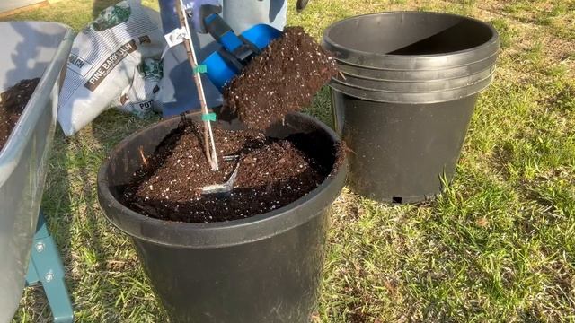 Potting fruit trees and vines: apricot, grapes, and blackberries смотреть онлайн