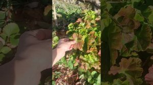 Посадила комнатную герань в саду  и избавилась от вредных насекомых.