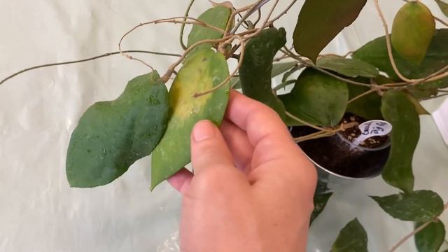 Хойи каудата Биг& грин и каудата Суматра( Hoya Caudata Bug&green, Caudata Sumatra)