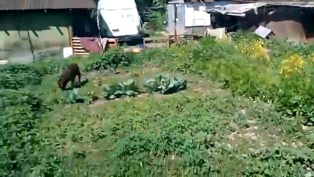 Где картошка та??? смотреть онлайн