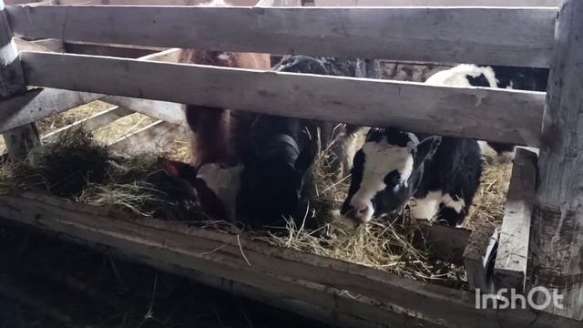 Научили телят пить с ведра. Вес Семена в 4 мес. смотреть онлайн