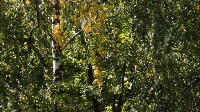 Березы в начале осени 4К смотреть онлайн