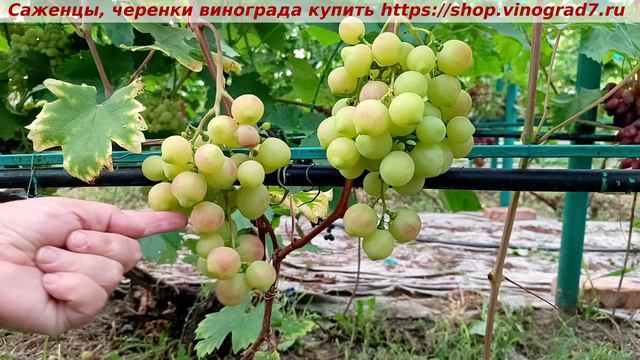 Парад сортов на 27.07.24 года - виноград КУПИДОН окрашивание, созревание, характеристики. смотреть онлайн