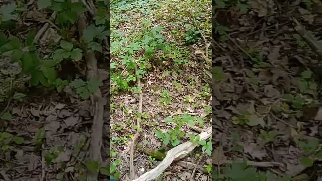 Грибы в июне! Тульская обл.2023год. смотреть онлайн