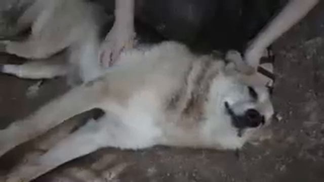 Приют для собак ЗооЩит Череповец смотреть онлайн