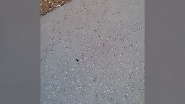 САМЫЕ МИЛЫЕ И ЖУТКИЕ ГУСЕНИЦЫ И СОРОКОНОЖКИ смотреть онлайн
