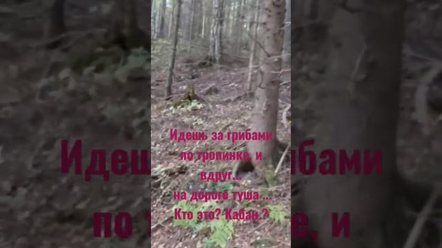 Встреча в лесу со зверем. Спит что ли ? Кто это? Кабан? Пожалуйста, только не медведь! смотреть онлайн