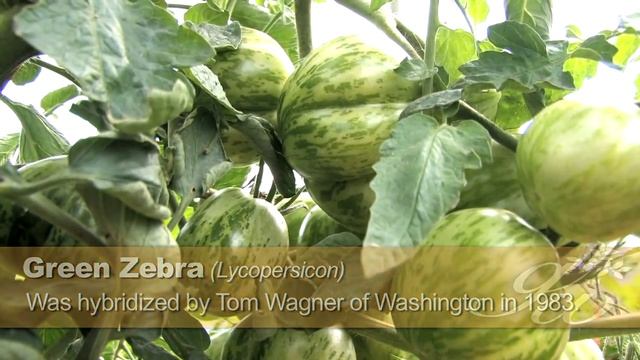 Growing Green Zebra Tomato смотреть онлайн