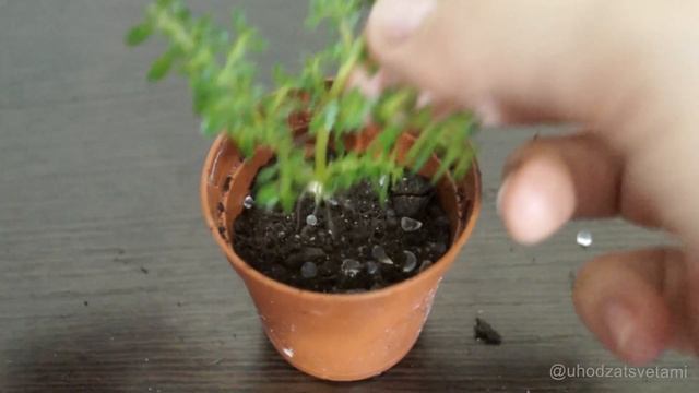 Как укореняется Пилея ВСЕГО ЗА 3 ДНЯ! смотреть онлайн