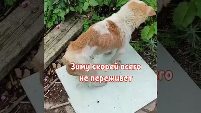 Слепоглухой и хромая: сахалинцы бросили на даче умирать щенка и собаку смотреть онлайн