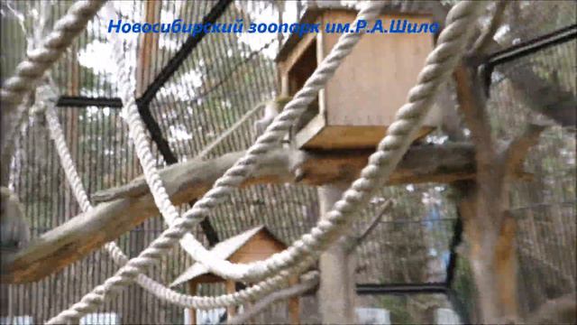 Зелёные мартышки рады что вышли на улицу 29.04.2021 смотреть онлайн
