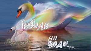 Лебеди на воде   *