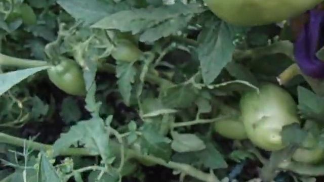 ТОМАТ ПЕТРУША - ОГОРОДНИК ХОРОШО ВОССТАНАВЛИВАЕТСЯ ПОСЛЕ ПОДМЕРЗАНИЯ КУСТА. Ольга Чернова. смотреть онлайн