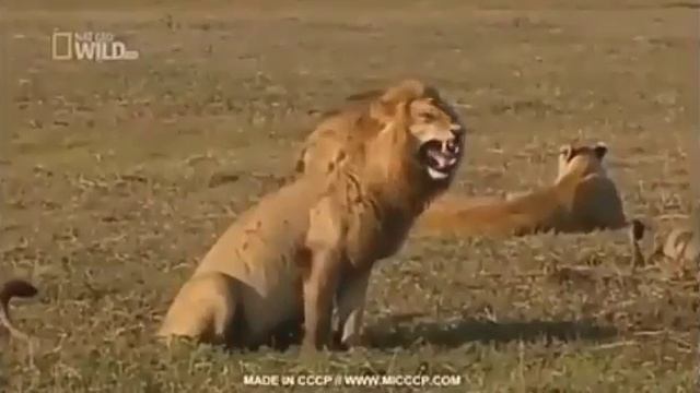 Осел решил тра)(нуть лошадь