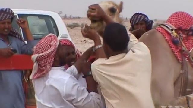Сamel Races_Верблюжьи скачки, Doha, Qatar 2004 смотреть онлайн