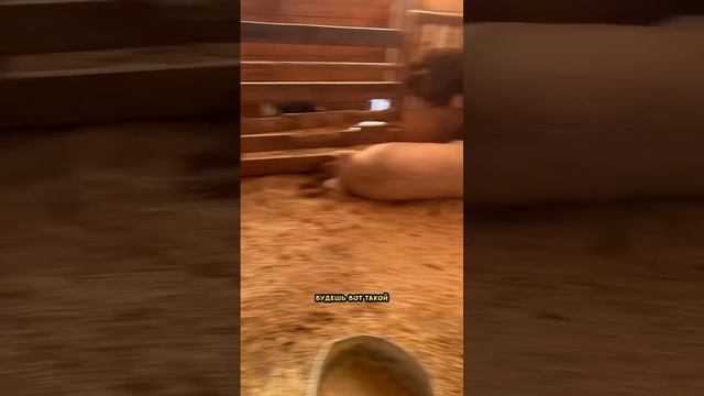 Быстрый способ похудеть? #дочка #семейныйюмор #папа смотреть онлайн