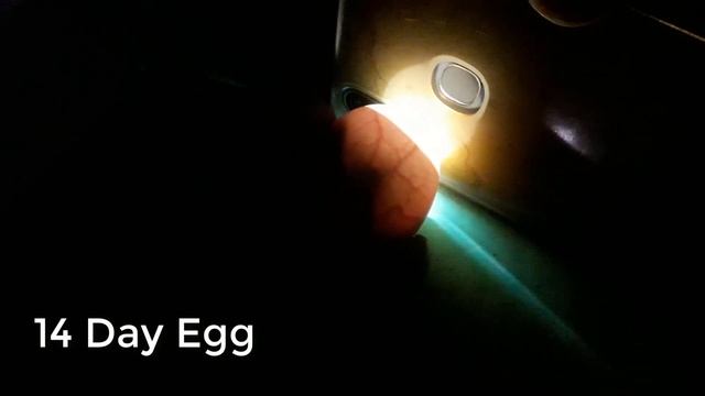 Egg Candling / Super Simple Way To Candling Eggs Using A Mobile Phone