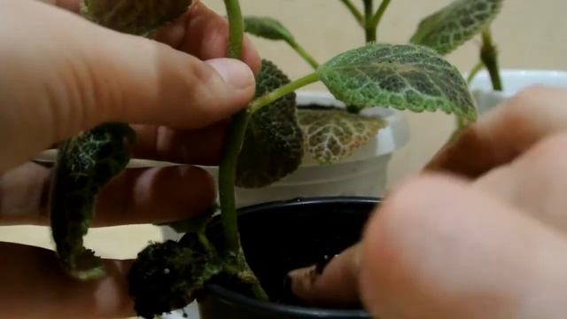 ЭПИСЦИЯ ПОСАДКА ЧЕРЕНКОВ ЭПИСЦИИ EPISCIA