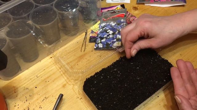 Самый лучший способ посева ПЕТУНЬИ ЛОБЕЛИИ НЕМЕЗИИ АЛИССУМА🌸 смотреть онлайн